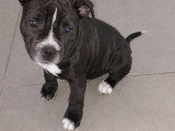 Chiot Staffie mâle disponible