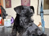 Chiot femelle Schnauzer Nain noire non LOF à vendre