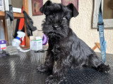 Chiot femelle Schnauzer Nain noire non LOF à vendre