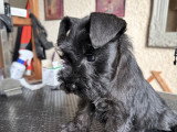 Chiot femelle Schnauzer Nain noire non LOF à vendre