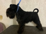 Chiot femelle Schnauzer Nain noire non LOF à vendre