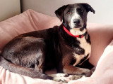 Zitouna, jolie chienne de taille moyenne à adopter en association