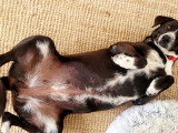 Zitouna, jolie chienne de taille moyenne à adopter en association