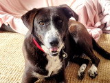 Zitouna, jolie chienne de taille moyenne à adopter en association