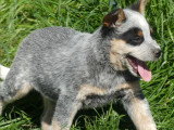 Deux chiots Bouvier Australien bleus mâles LOF nés février 2026 à vendre