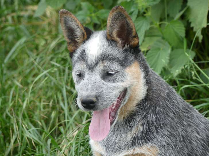 Chiot Bouvier Australien bleu mâle LOF né février 2026 à vendre