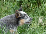 Chiot Bouvier Australien bleu mâle LOF né février 2026 à vendre