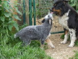 Chiot Bouvier Australien bleu mâle LOF né février 2026 à vendre