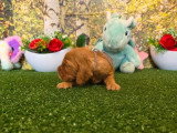 8 chiots Cocker Spaniel Anglais golden LOF à réserver