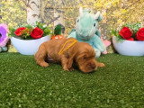 8 chiots Cocker Spaniel Anglais golden LOF à réserver