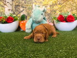 8 chiots Cocker Spaniel Anglais golden LOF à réserver