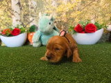 8 chiots Cocker Spaniel Anglais golden LOF à réserver