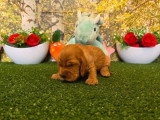 8 chiots Cocker Spaniel Anglais golden LOF à réserver