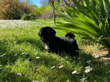 Chiot femelle Shih Tzu LOF noir et blanc à vendre né en février 2026