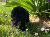 Chiot femelle Shih Tzu LOF noir et blanc à vendre né en février 2026