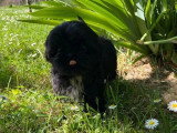 Chiot femelle Shih Tzu LOF noir et blanc à vendre né en février 2026