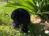 Chiot femelle Shih Tzu LOF noir et blanc à vendre né en février 2026