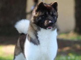 Chienne Akita Américain fauve LOF de janvier 2022 en vente