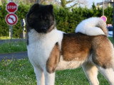 Chienne Akita Américain fauve LOF de janvier 2022 en vente
