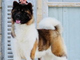 Chienne Akita Américain fauve LOF de janvier 2022 en vente