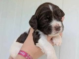 Portée de 6 chiots English Springer Spaniel LOF à réserver