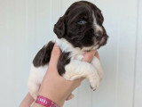 Portée de 6 chiots English Springer Spaniel LOF à réserver