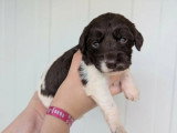 Portée de 6 chiots English Springer Spaniel LOF à réserver