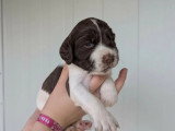 Portée de 6 chiots English Springer Spaniel LOF à réserver