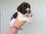 Portée de 6 chiots English Springer Spaniel LOF à réserver