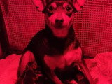 Portée de 5 chiots Pinscher Nain LOF noirs et fauves à vendre