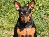 Portée de 5 chiots Pinscher Nain LOF noirs et fauves à vendre