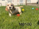Réservation de 2 chiots Cocker non LOF nés en février 2026