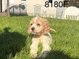 Réservation de 2 chiots Cocker non LOF nés en février 2026