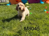 Réservation de 2 chiots Cocker non LOF nés en février 2026