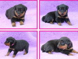 Portée de chiots Beauceron non LOF nés en avril 2026 en vente
