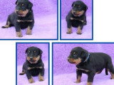 Portée de chiots Beauceron non LOF nés en avril 2026 en vente