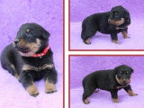 Portée de chiots Beauceron non LOF nés en avril 2026 en vente