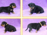 Portée de chiots Beauceron non LOF nés en avril 2026 en vente