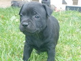 Chiots Staffordshire Bull Terrier LOF à réserver