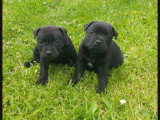 Chiots Staffordshire Bull Terrier LOF à réserver