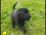 Chiots Staffordshire Bull Terrier LOF à réserver