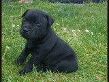 Chiots Staffordshire Bull Terrier LOF à réserver