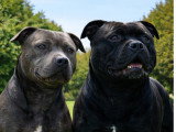 Chiots Staffordshire Bull Terrier LOF à réserver