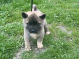 4 chiots Akita Américain non LOF nés en mars 2026 à réserver