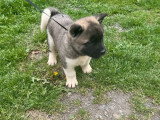 4 chiots Akita Américain non LOF nés en mars 2026 à réserver