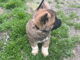4 chiots Akita Américain non LOF nés en mars 2026 à réserver