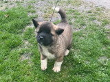 4 chiots Akita Américain non LOF nés en mars 2026 à réserver
