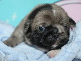 Chiot femelle Carlin Exotique merle à réserver non LOF, née en avril 2026