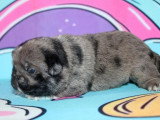 Chiot femelle Carlin Exotique merle à réserver non LOF, née en avril 2026