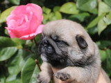 2 chiots Carlin Exotique d' avril 2026 à réserver non LOF